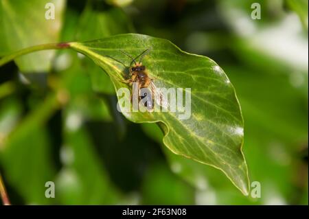 L'abeille d'extraction du chocolat (aussi appelée abeille hawthorn), Andrena scotica, s'assit sur une feuille dans un jardin à Didsbury, Manchester, Royaume-Uni Banque D'Images