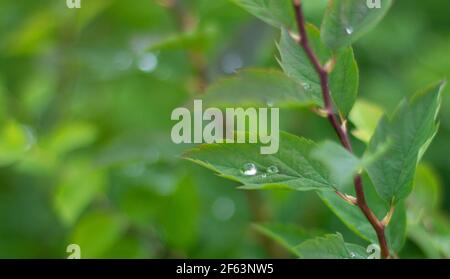 Grandes belles gouttes d'eau de pluie transparente sur une feuille verte. Вackground vert naturel. Banque D'Images