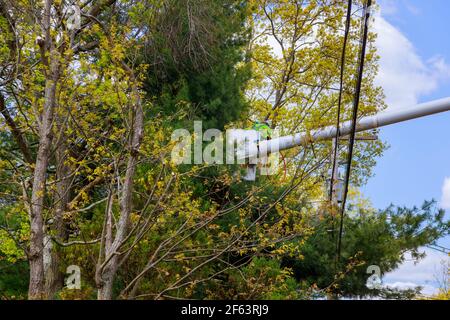 Ouvriers paysagistes dans le enlève des branches supplémentaires avec des travaux aériens plate-forme sur les arbres d'élagage saisonniers la rampe hydraulique d'entretien des arbres Banque D'Images