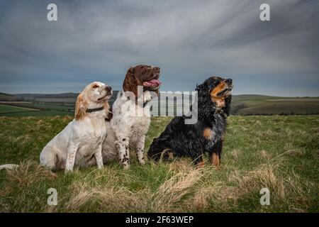 Trois spaniels obéissants assis dans un grand champ Banque D'Images