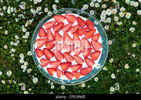 Fraises tiramisu sur un champ de pâquerettes au printemps Banque D'Images