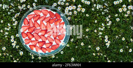 Fraises tiramisu sur un champ de pâquerettes au printemps Banque D'Images