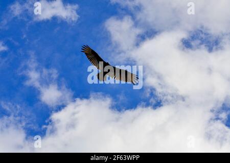 Turkey Vulture survolant la rivière Saint Johns Banque D'Images