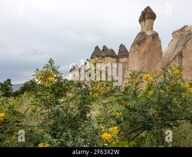 Formations rocheuses et fleurs Cappadoce, Turquie Banque D'Images