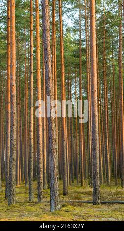 forêt de pins de gros plan, foyer sélectif Banque D'Images