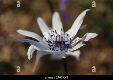 Anémone hortensis anémone à feuilles larges – fleur blanche avec feuilles de palmate, mars, Angleterre, Royaume-Uni Banque D'Images