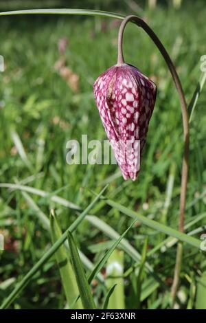 Fritilaria meleagris Fritlary de la tête de Snake – fleurs suspendues en forme de cloche blanches et pourpres à damier, mars, Angleterre, Royaume-Uni Banque D'Images