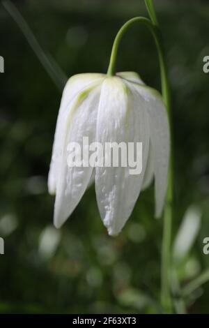 Fritilaria meleagris ‘Alba’ Fretilliaire à la tête de serpent blanc – fleurs à damier blanches, mars, Angleterre, Royaume-Uni Banque D'Images