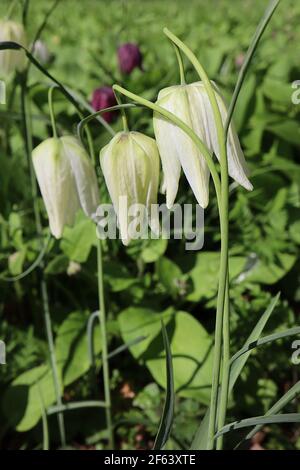 Fritilaria meleagris ‘Alba’ Fretilliaire à la tête de serpent blanc – fleurs à damier blanches, mars, Angleterre, Royaume-Uni Banque D'Images