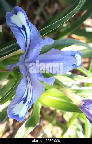 Iris albomarginata - fleurs bleu-violet pâle avec des lignes bleu foncé et des crêtes blanches, mars, Angleterre, Royaume-Uni Banque D'Images