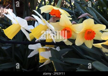 Narcissus / Daffodil ‘Goblet rouge’ Narcissus / Daffodil ‘Topolino’ March, Angleterre, Royaume-Uni Banque D'Images