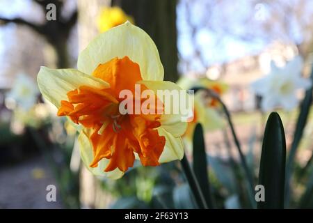 Narcissus «Mondragon» Division 11a jonquilles à col fendu, jonquilles – pétales jaune pâle et coupe orange, mars, Angleterre, Royaume-Uni Banque D'Images