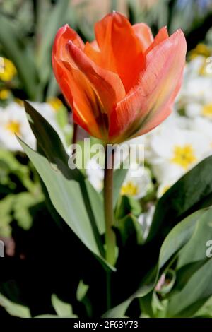 Tulipa 'Empereur Orange' Fosteriana 13 tulipe Empereur Orange – tulipes orange aux flammes vertes, mars, Angleterre, Royaume-Uni Banque D'Images