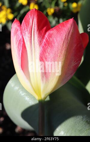 Tulipa ‘Flaming Purissima’ Triumph tulipe 3 Pink Clearwater tulipe – blanc demi rose foncé tulipes, base jaune, mars, Angleterre, Royaume-Uni Banque D'Images