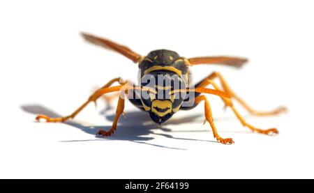 Guêpe européenne guêpe allemande ou veste jaune allemande isolatée sur blanc Contexte en latin Vespula vulgaris germanica Banque D'Images