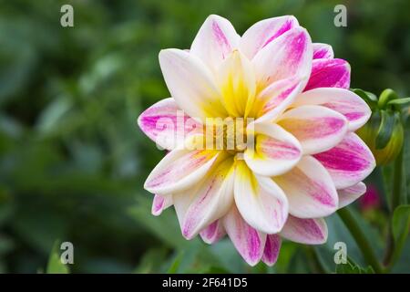 Fleur de Dahlia rose lilas et jaune Banque D'Images