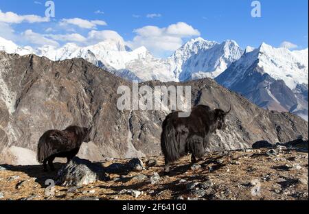 yak, groupe de deux yaks sur le chemin du camp de base de l'Everest, Népal Himalaya Yak est ferme et caravane d'animaux au Népal et au Tibet Banque D'Images