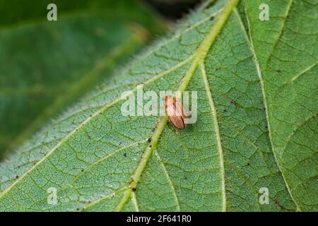 Colapis de raisin mangeant des feuilles de soja causant des dommages et des blessures. Concept de lutte contre les insectes et les ravageurs des cultures agricoles, rendement l Banque D'Images