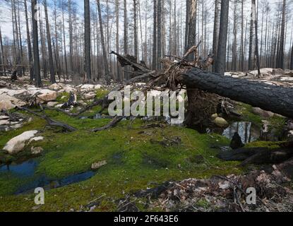 Il est tombé du pin brûlé dans la forêt de conifères par la suite un gros feu de forêt en suède Banque D'Images