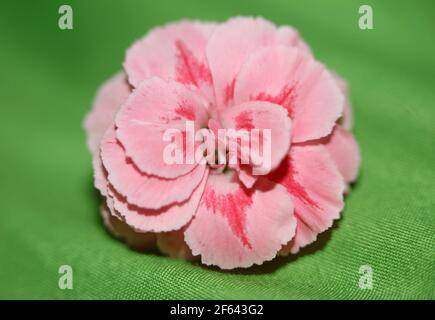 Fleur rose macro pousse Dianthus caryophyllus L. famille caryophyllaceae arrière-plan moderne impressions de haute qualité Banque D'Images