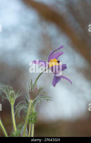 Fleur de pasque, Pulsatilla vulgaris Banque D'Images