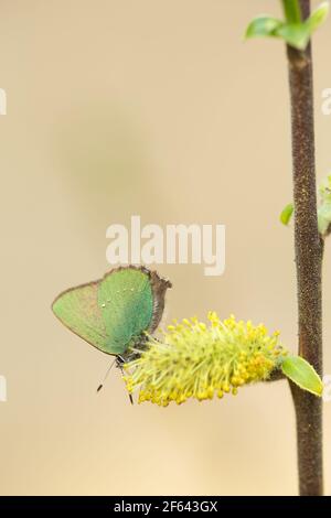 Porte-cheveux vert, Callophrys rubi se nourrissant sur le saule Banque D'Images
