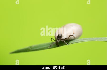 La tique du haricot de ricin, Ixodes ricinus, porteur de maladies comme le tbe et la borréliose remplies de sang sur une lame d'herbe Banque D'Images