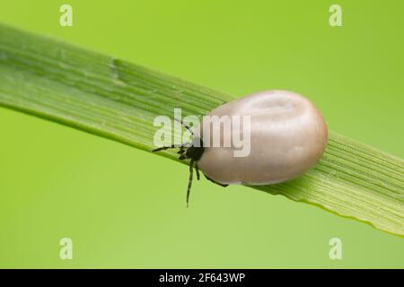 La tique du haricot de ricin, Ixodes ricinus, porteur de maladies comme le tbe et la borréliose remplies de sang sur une lame d'herbe Banque D'Images