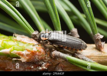 Coléoptère de soldat, Cantharis obscura sur branche de sapin Banque D'Images