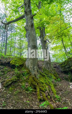 Ball's Falls conservation Area Niagara Escarpment Lincoln Ontario Canada in été Banque D'Images