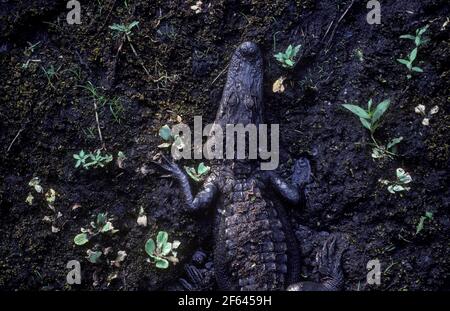 Alligator américain dans la boue Parc national des Everglades FL USA Banque D'Images