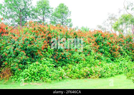 Haie de Cape Honeysuckle,Tecoma capensis, Banque D'Images