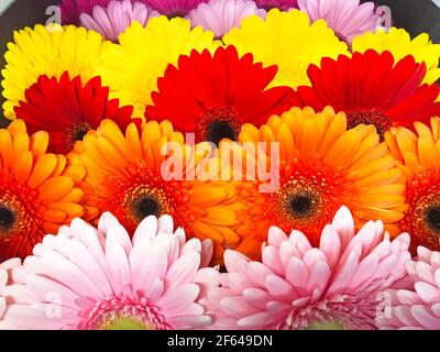 Gerberas de différentes variétés et couleurs, vue rapprochée Banque D'Images