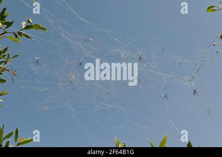 Araignées sur leur toile (Trichonila inaurata) - Madagascar Banque D'Images