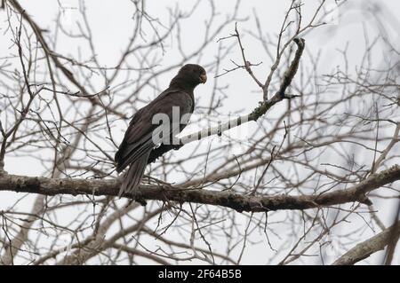 Petit Vasa Parrot (Coracopsis nigra) - Madagascar Banque D'Images