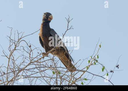 Grand Vasa Parrot (Coracopsis vasa) - Madagascar Banque D'Images