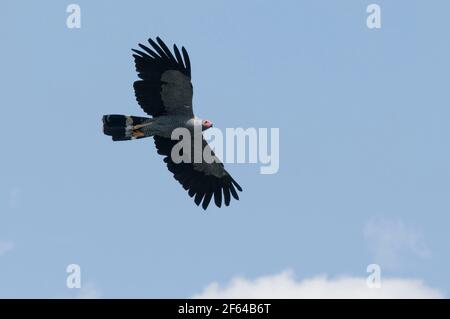 Madagascar Harrier-Hawk (Polyboroides radiatus) - Madagascar Banque D'Images