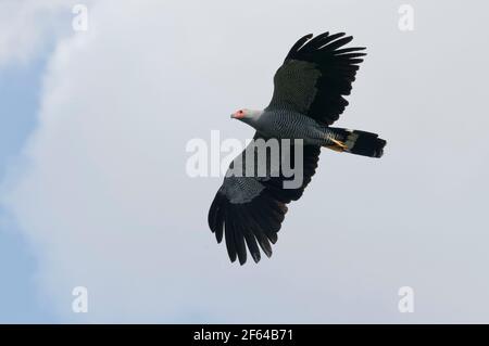 Madagascar Harrier-Hawk (Polyboroides radiatus) - Madagascar Banque D'Images