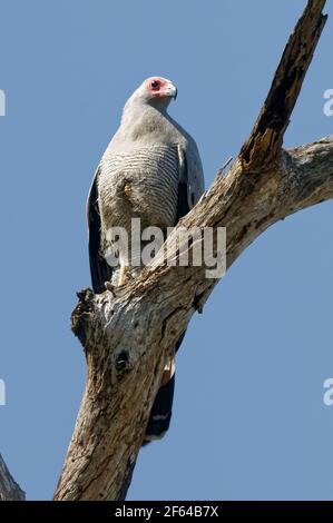 Madagascar Harrier-Hawk (Polyboroides radiatus) - Madagascar Banque D'Images