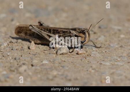 Criquet pèlerin (Locusta migratoria) Banque D'Images