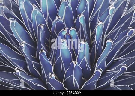 Queen Victoria Century Agave Plant de couleur bleue naturelle Arrière-plan du motif abstrait Banque D'Images