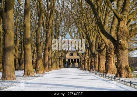 L'avenue des platanes dans le parc d'hiver Banque D'Images