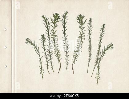 Herbes séchées et pressées. Image numérisée. Arrière-plan herbier vintage sur papier ancien. Composition de l'herbe sur un carton. Banque D'Images