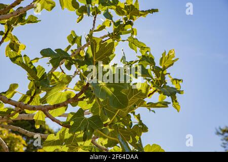 Vue des figues vertes sur les brindilles Banque D'Images