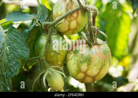 Maladies des tomates. Fermeture éclair à la tomate. Fines cicatrices nécrotiques brunes sur les fruits. Lésion de type fermeture éclair. Grovers dans la chair de fruit et déformation de Banque D'Images