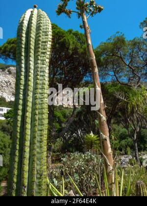 Cactus San Pedro avec un fond plein d'arbres. Il y a un bâtiment loin Banque D'Images