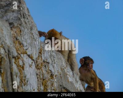 Famille de singes de Gibraltar Rock. La mère et le père s'occupent de leur bébé Banque D'Images