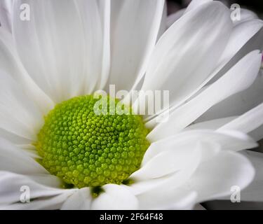 Macro de gros plan DAISY Banque D'Images