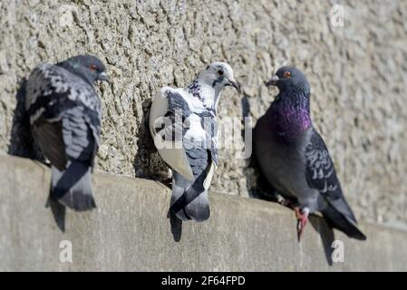 Les pigeons féroces (Columba livia domestica) accrochés à un pont dans le centre-ville de Maidstone, Kent Banque D'Images