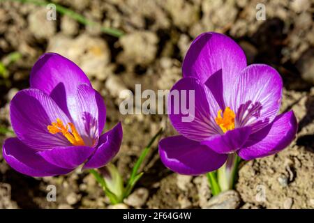 le crocus chrysanthus doré sur terre fleurit au printemps Banque D'Images